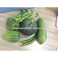 Green flesh skin agriculture vegetable F1 wax gourd winter gourd seeds